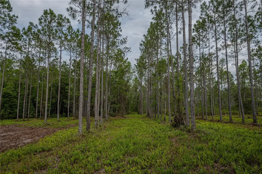 NE 150th Ave Road Fort Mc Coy FL 32134