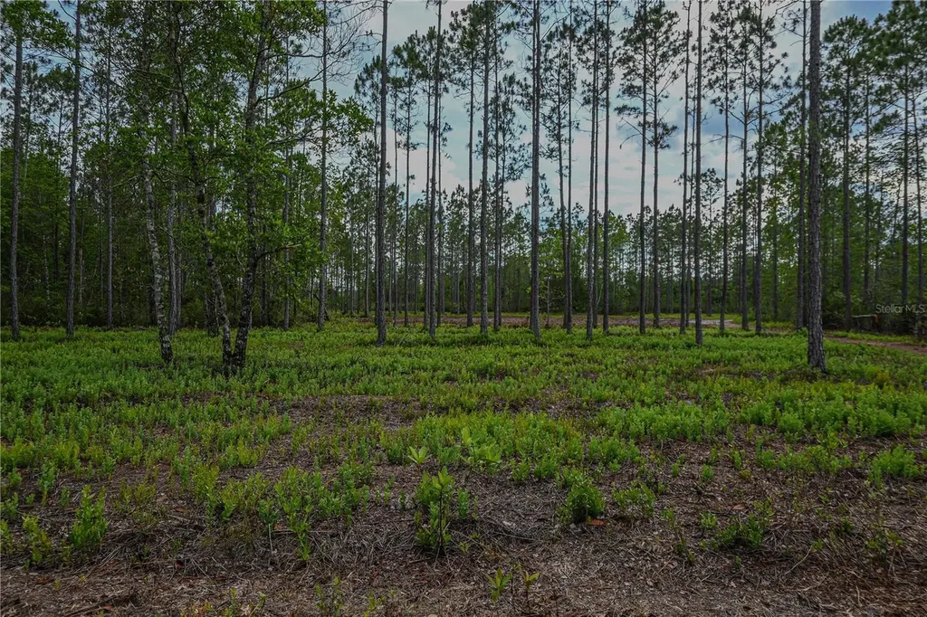 NE 150th Ave Road Fort Mc Coy FL 32134