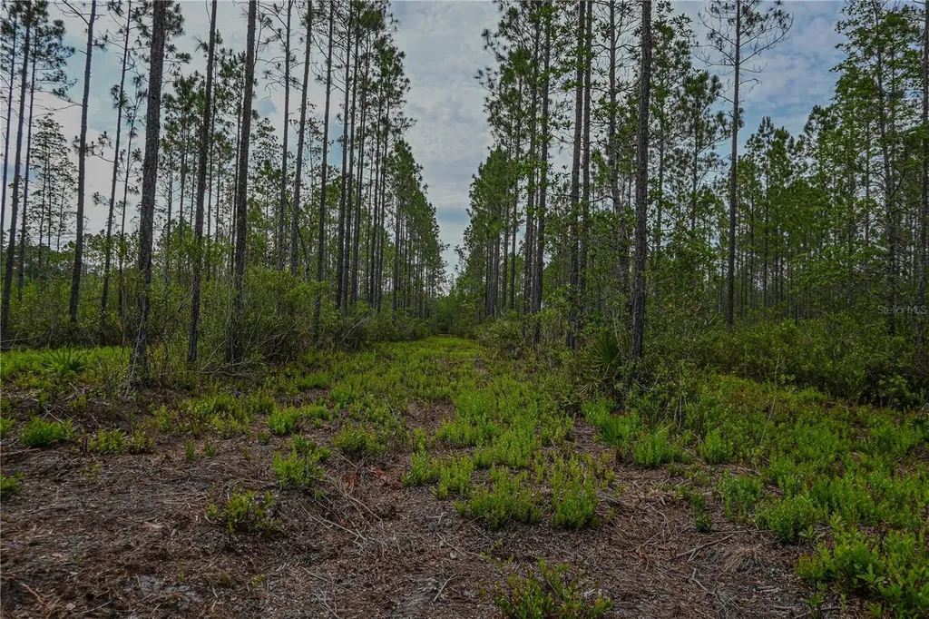 NE 150th Ave Road Fort Mc Coy FL 32134