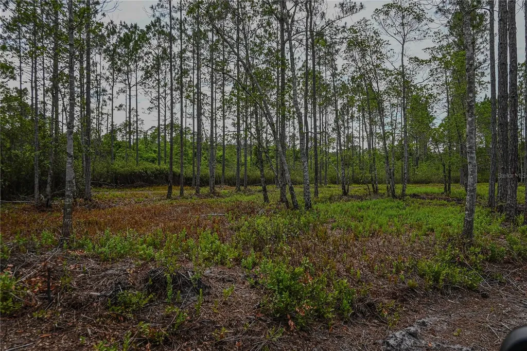 NE 150th Ave Road Fort Mc Coy FL 32134