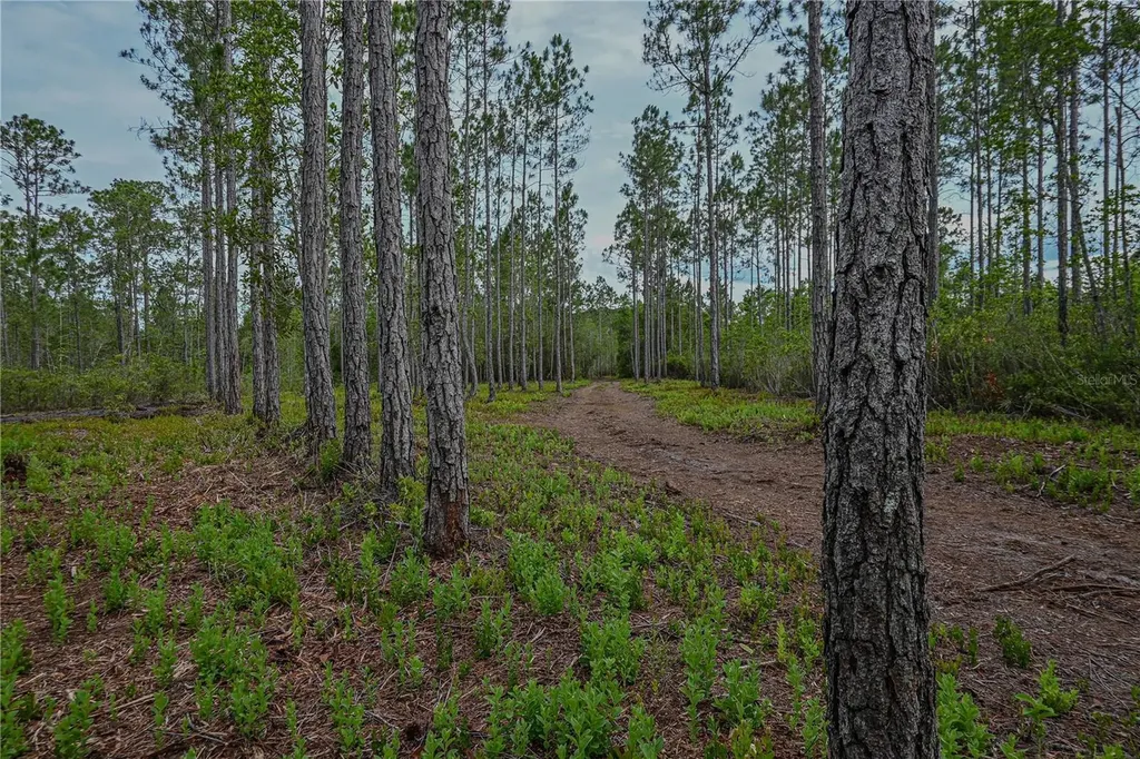 NE 150th Ave Road Fort Mc Coy FL 32134