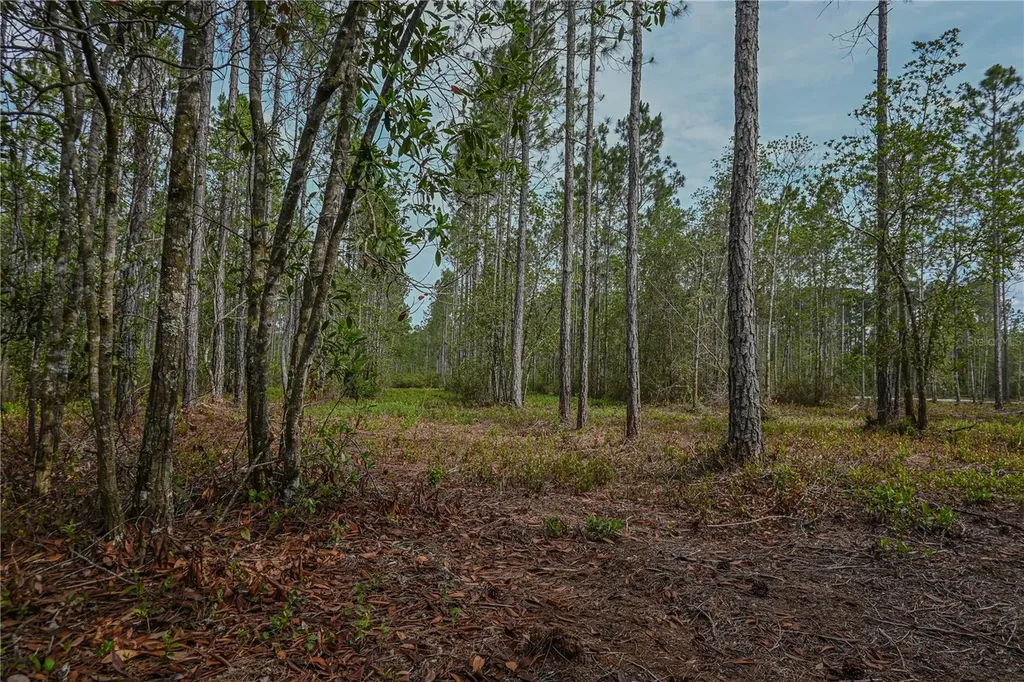 NE 150th Ave Road Fort Mc Coy FL 32134