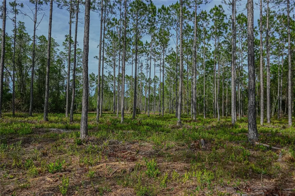 NE 150th Ave Road Fort Mc Coy FL 32134