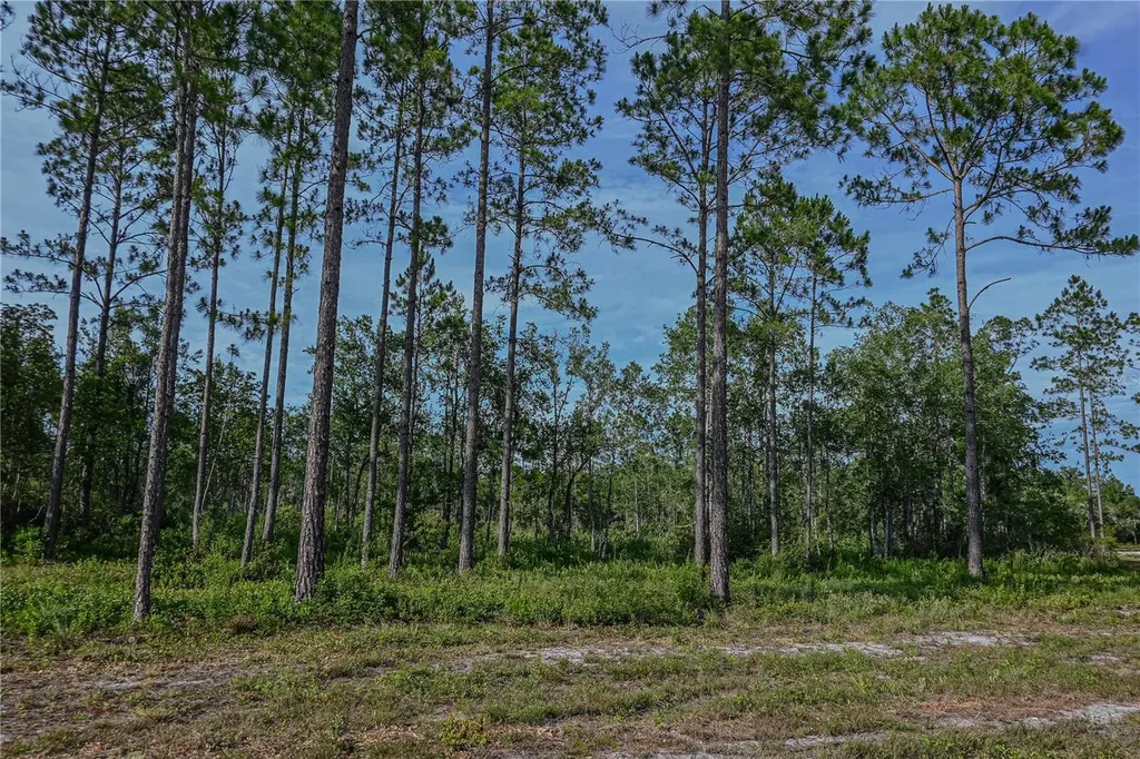 NE 150th Ave Road Fort Mc Coy FL 32134