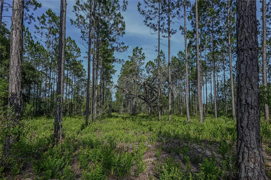 NE 150th Ave Road Fort Mc Coy FL 32134