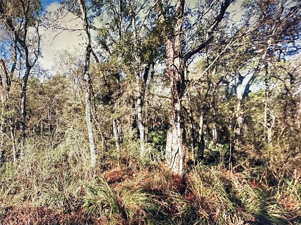 Table Rock Drive Webster FL 33597