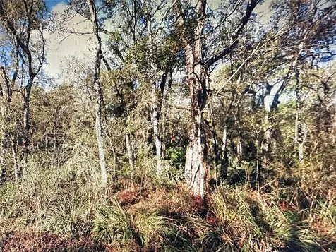 Table Rock Drive Webster FL 33597