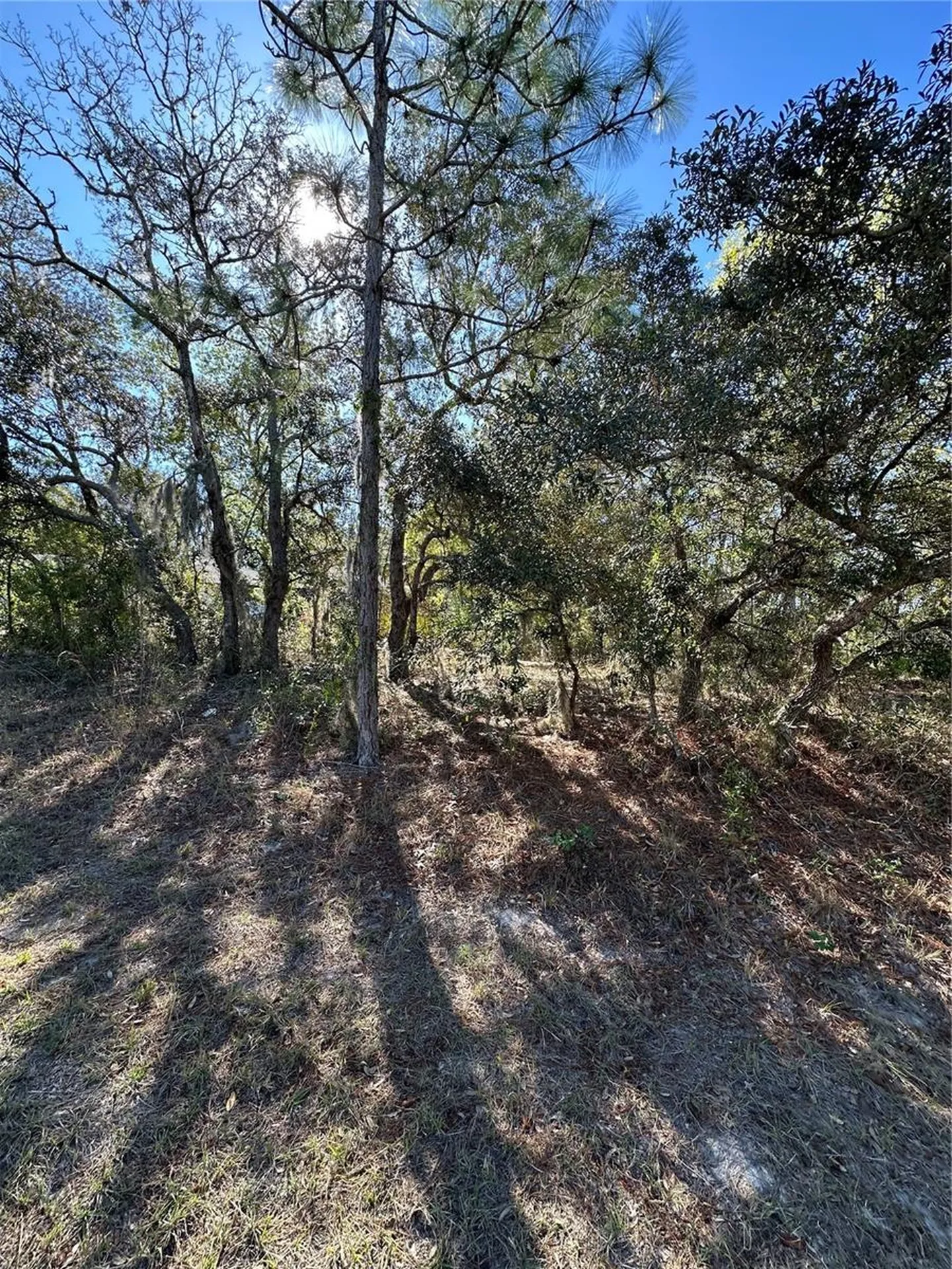 7 Sweetbay Court Homosassa FL 34446