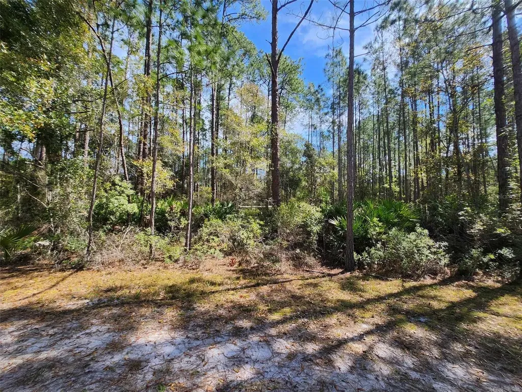 116 Mosswood Street Georgetown FL 32139
