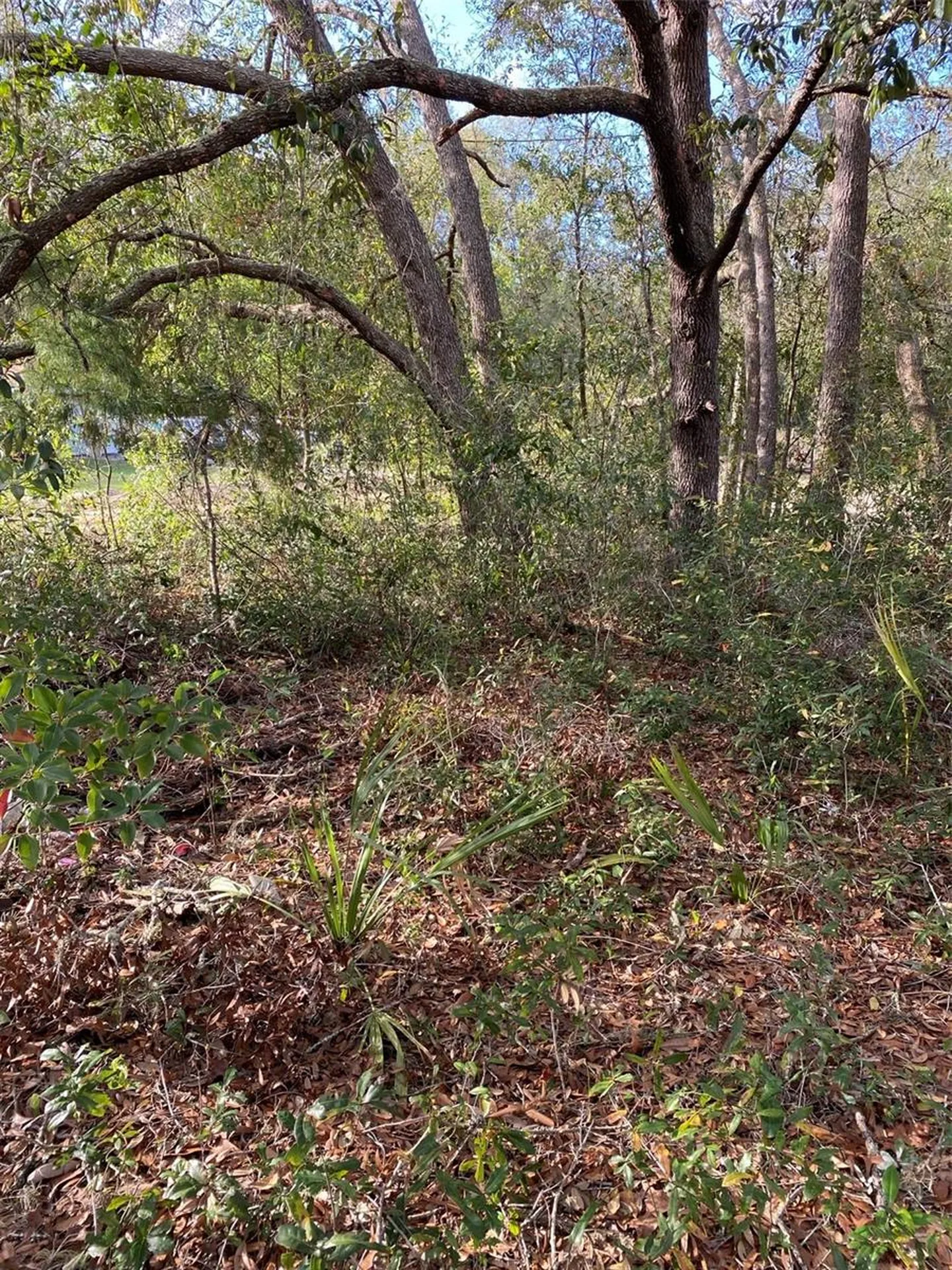 Dogwood Way Lady Lake FL 32159
