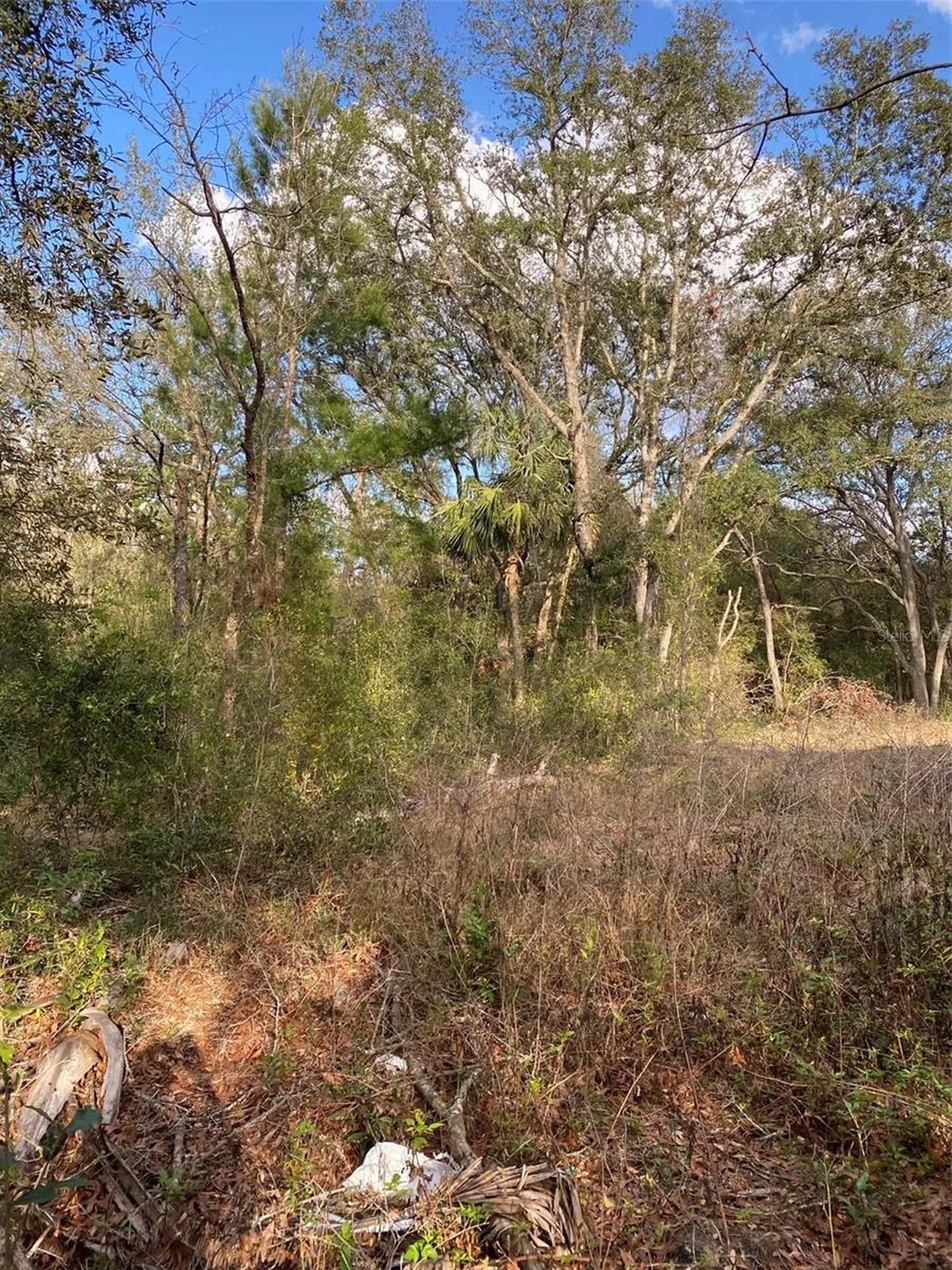 Dogwood Way Lady Lake FL 32159