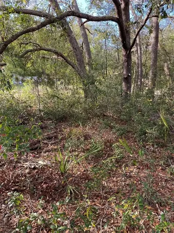 Dogwood Way Lady Lake FL 32159