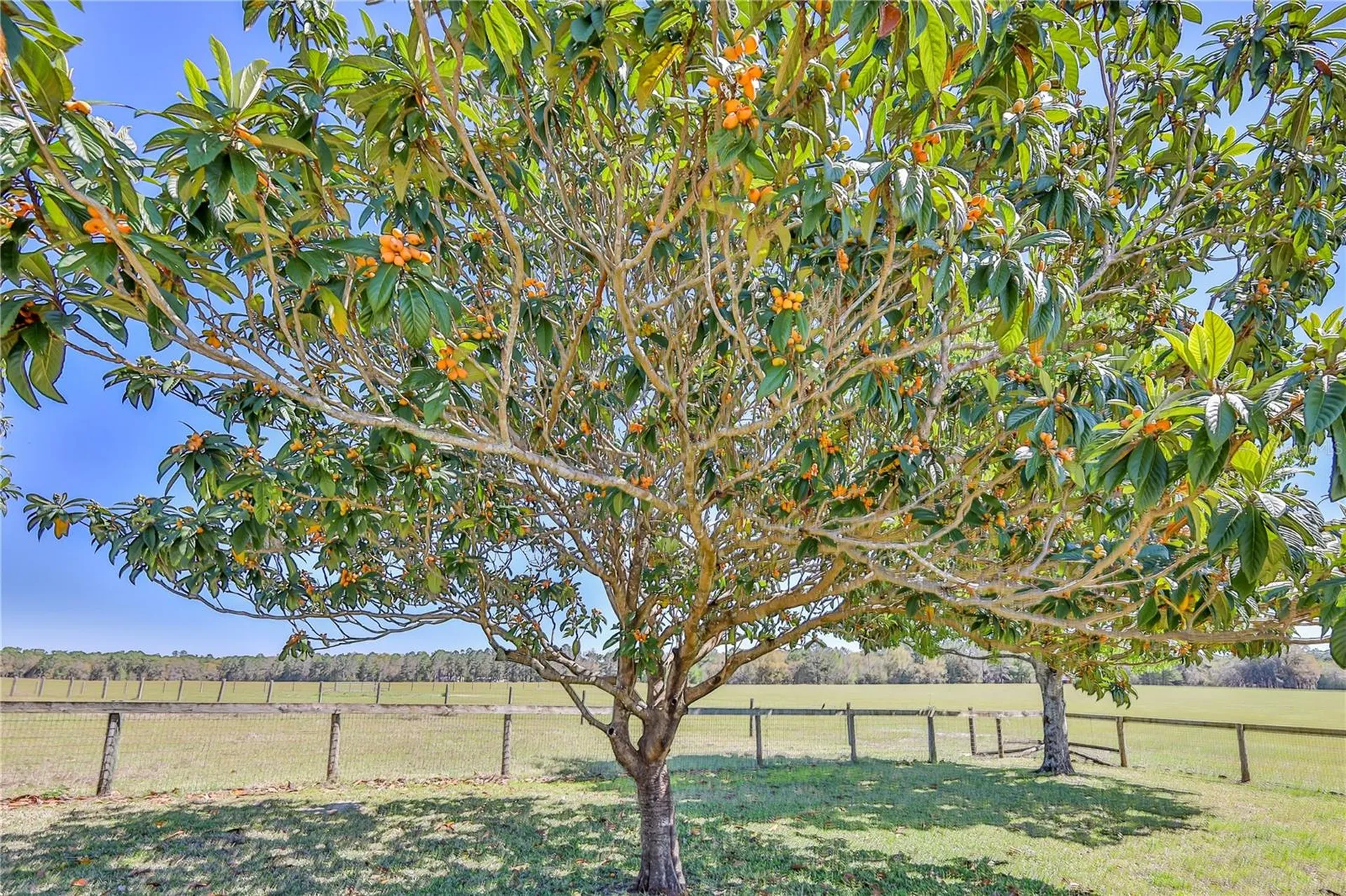 13496 S Oakview Avenue Floral City FL 34436