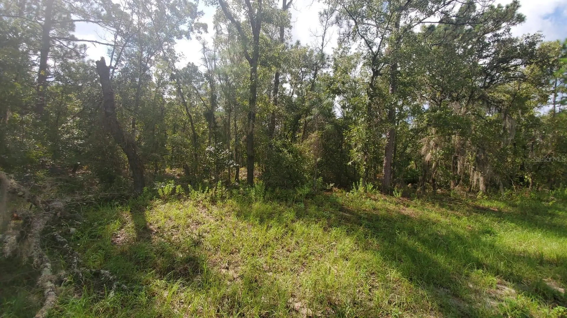 16009 SW 57th Terrace Road Ocala FL 34473