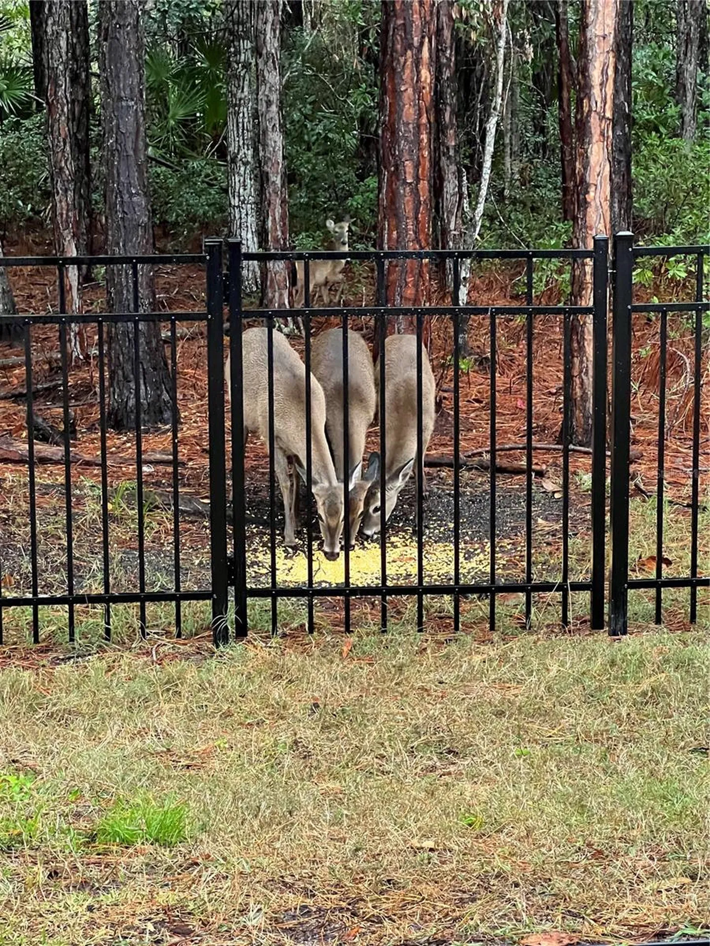 45 Lob Wedge Lane Bunnell FL 32110