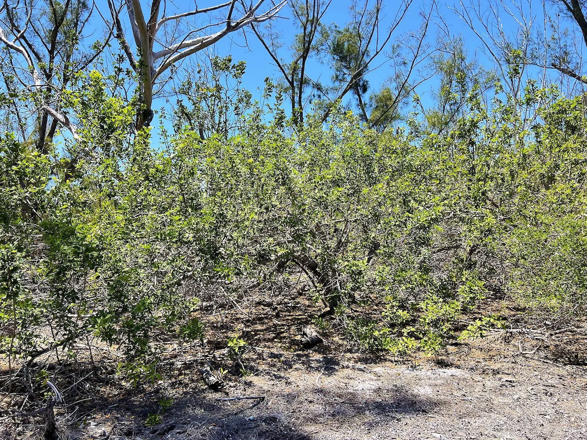 The Island Property Manasota Key Englewood FL 34223