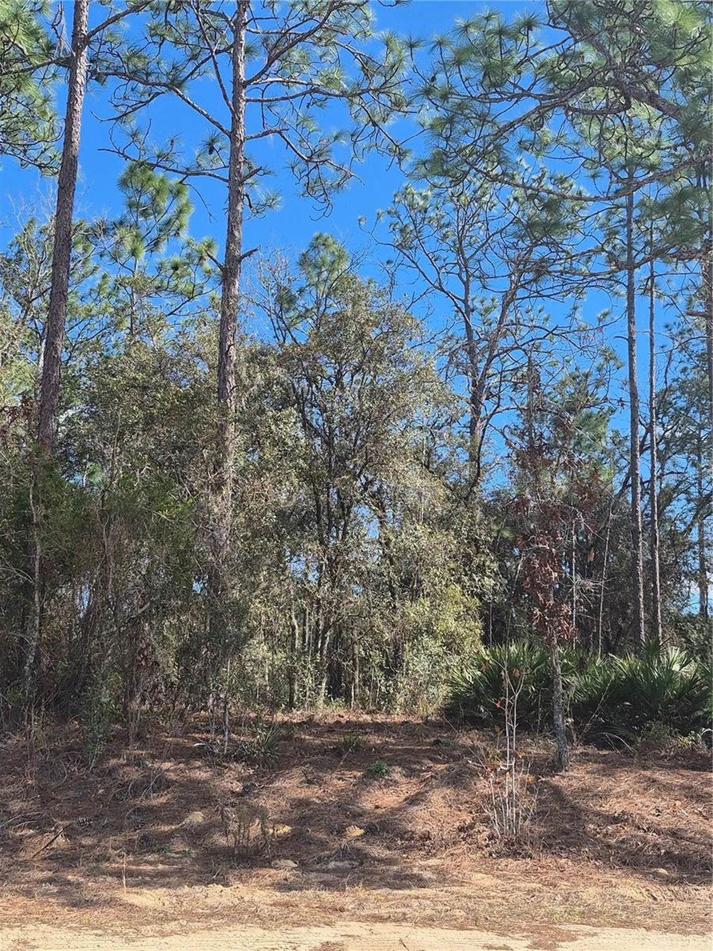 SW 56th Lane Ocala FL 34481