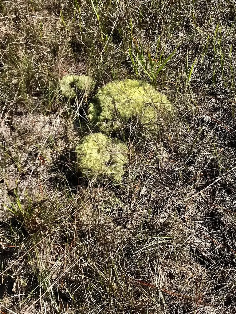 01 Unnamed Spring Hill FL 34610