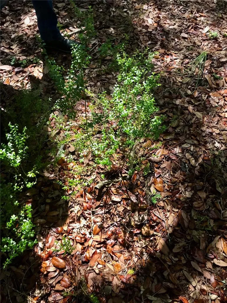 01 Unnamed Spring Hill FL 34610