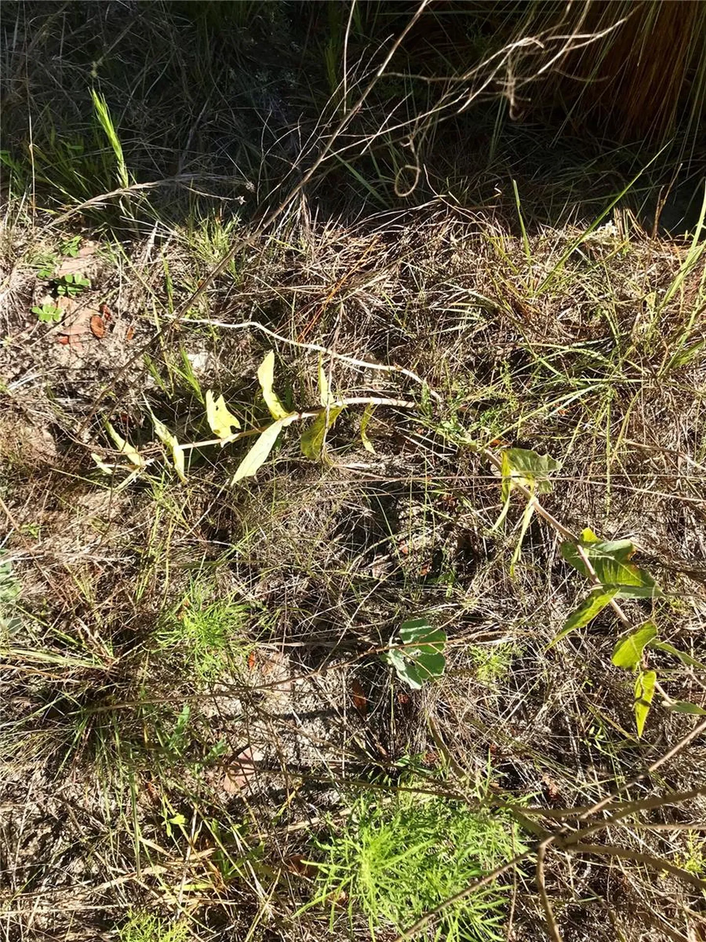 01 Unnamed Spring Hill FL 34610