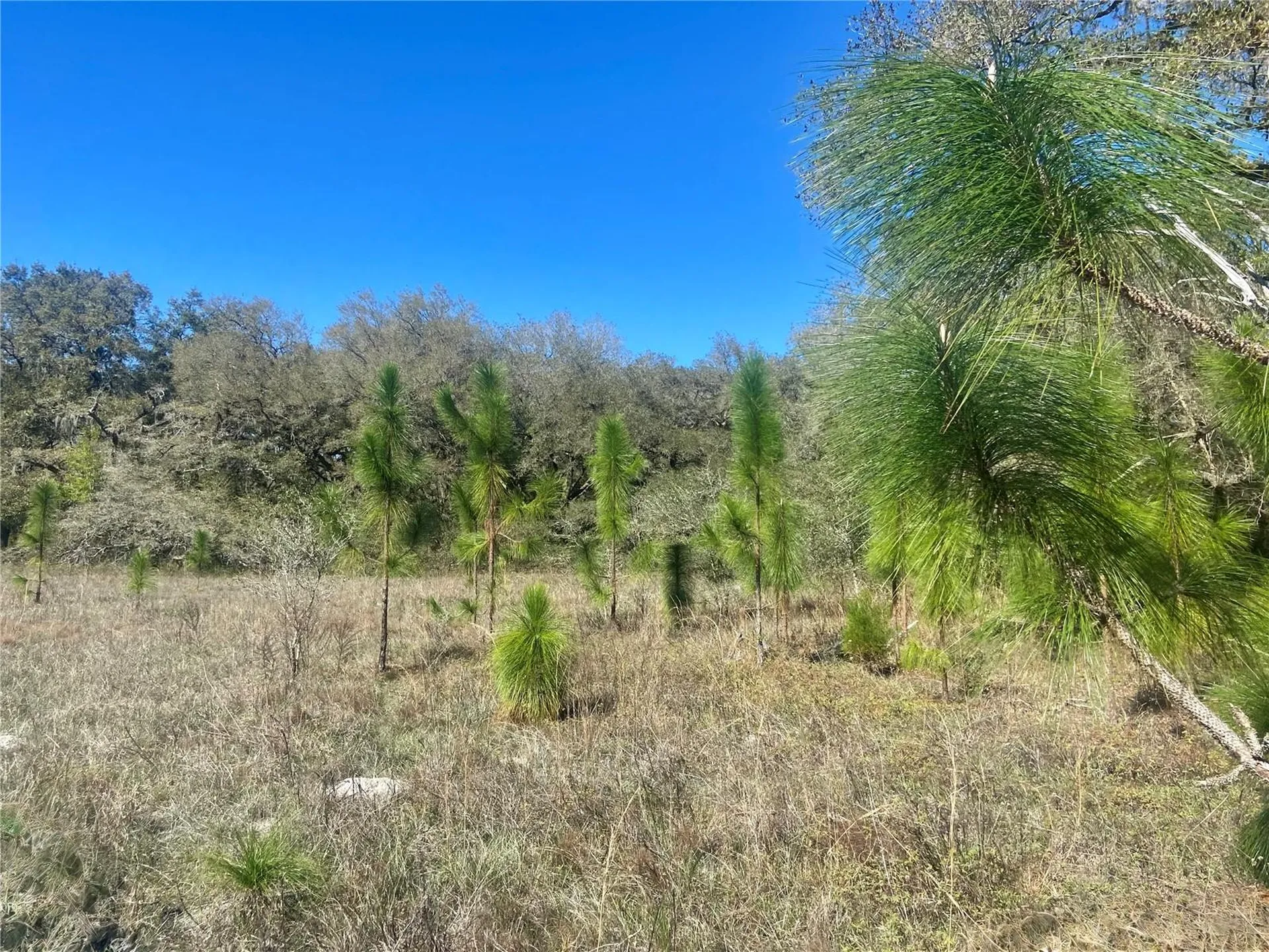 01 Unnamed Spring Hill FL 34610