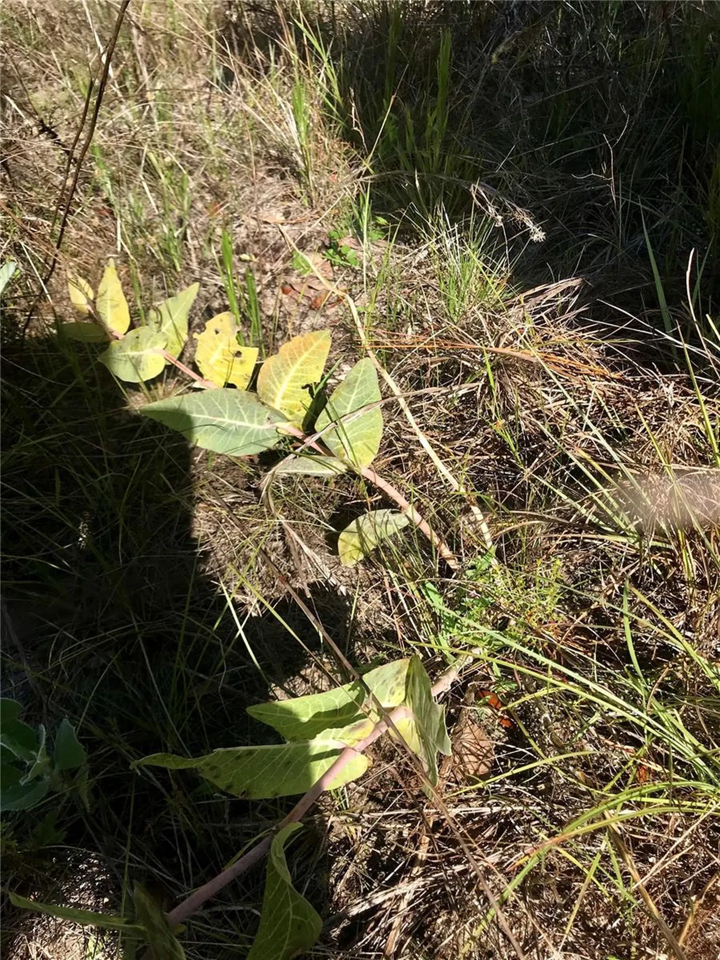 01 Unnamed Spring Hill FL 34610