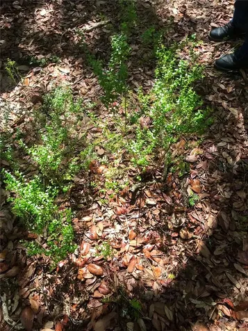 01 Unnamed Spring Hill FL 34610