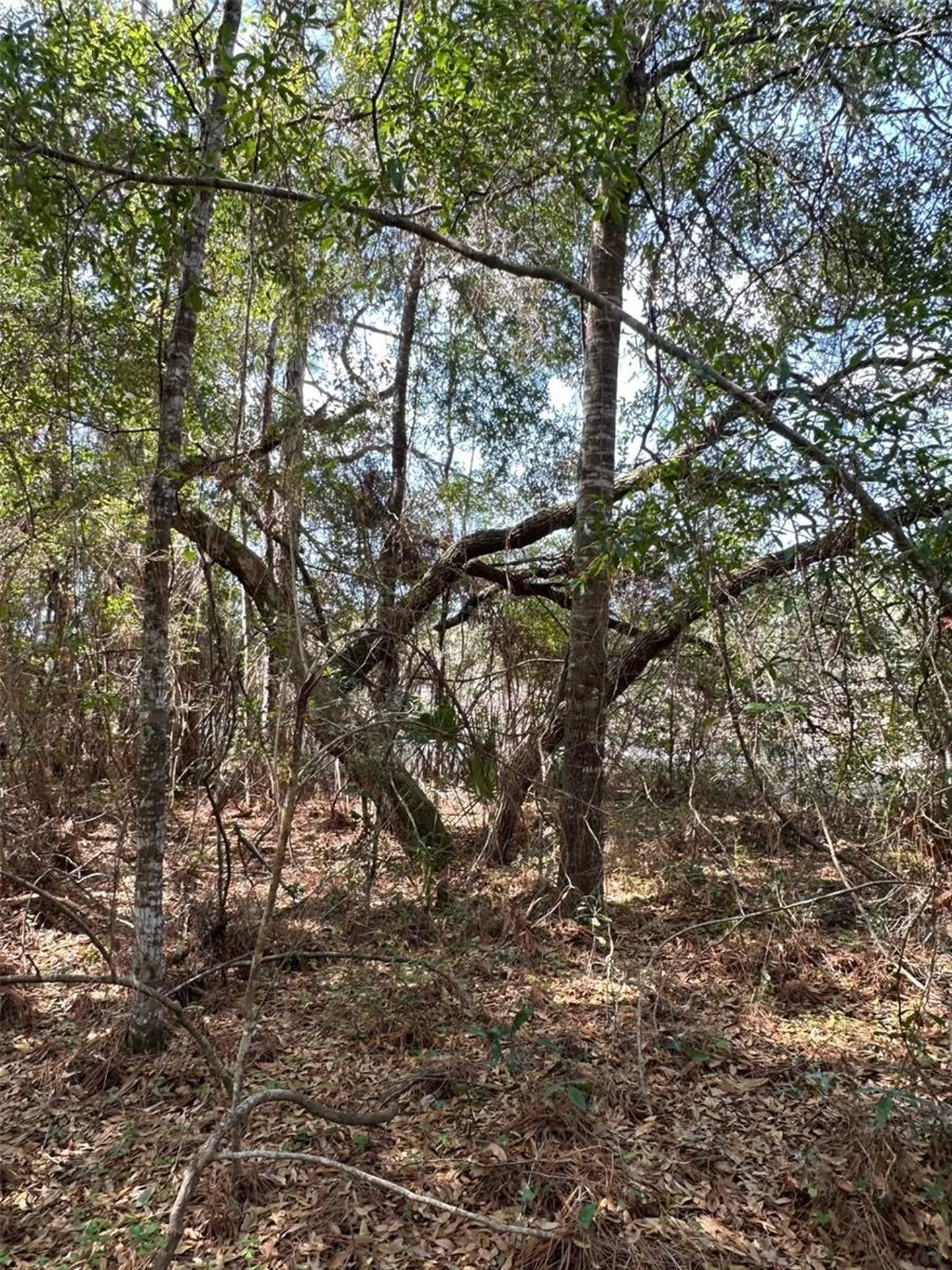 0 Courlan Road Brooksville FL 34614
