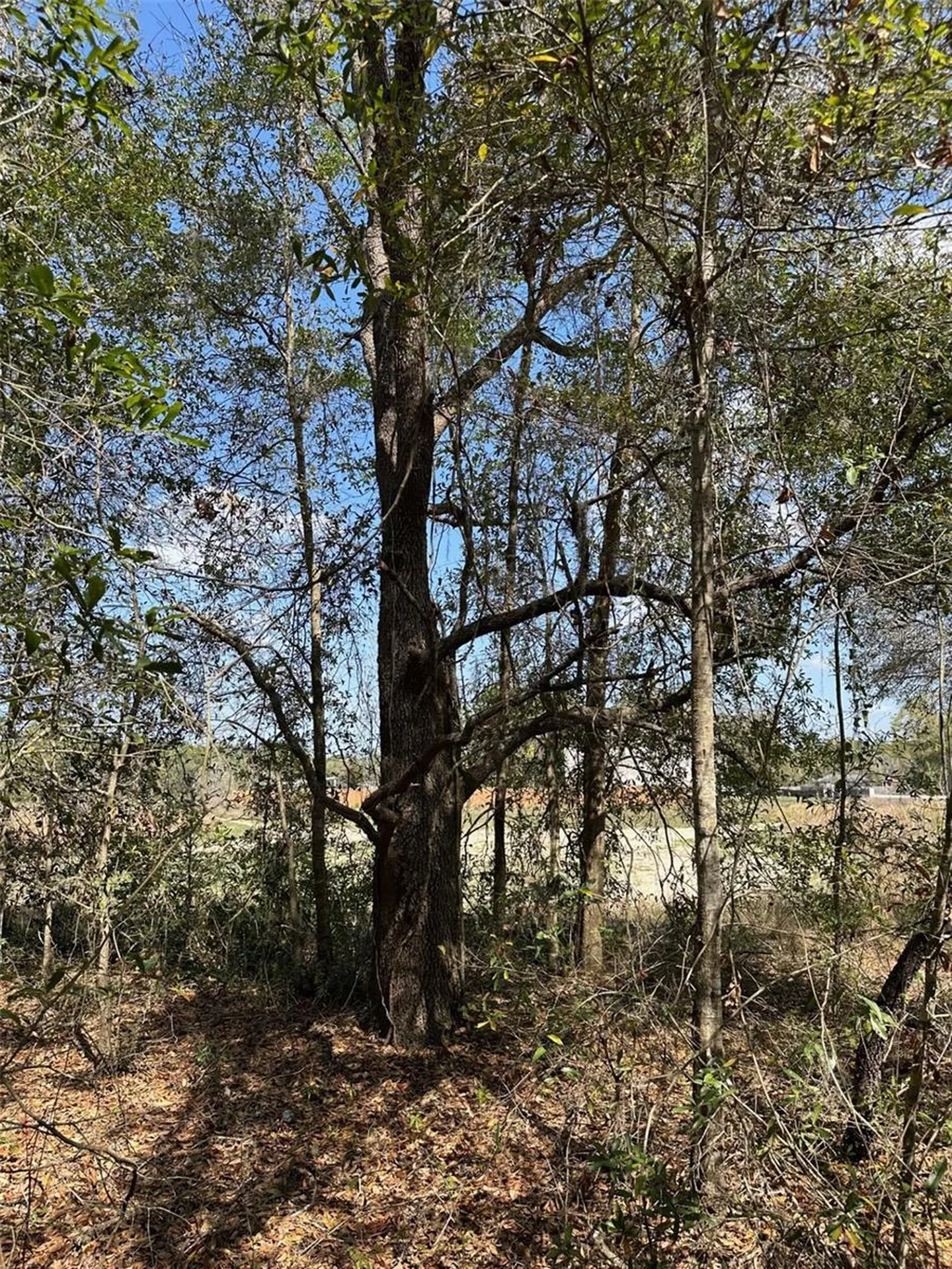 0 Courlan Road Brooksville FL 34614
