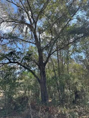 0 Courlan Road Brooksville FL 34614