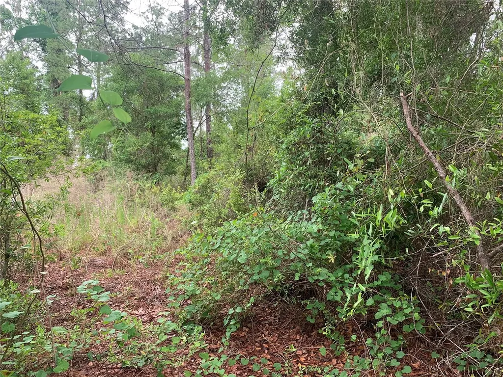 525 Live Oak Loop Crescent City FL 32112