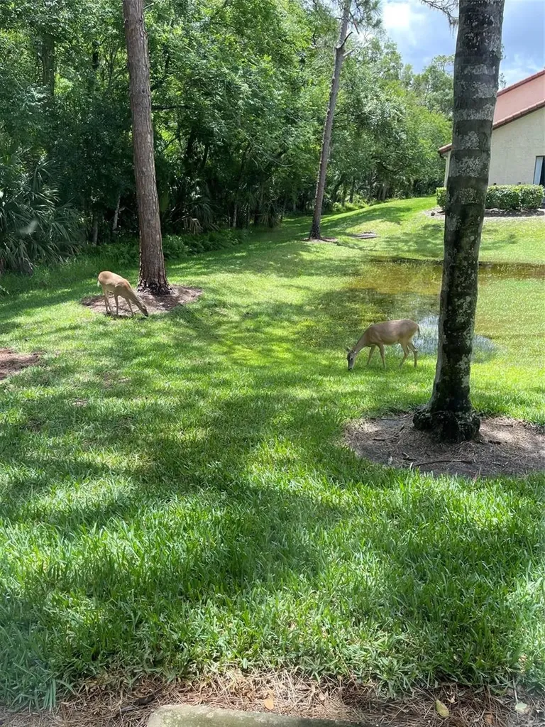 1801 E Lake Road Palm Harbor FL 34685