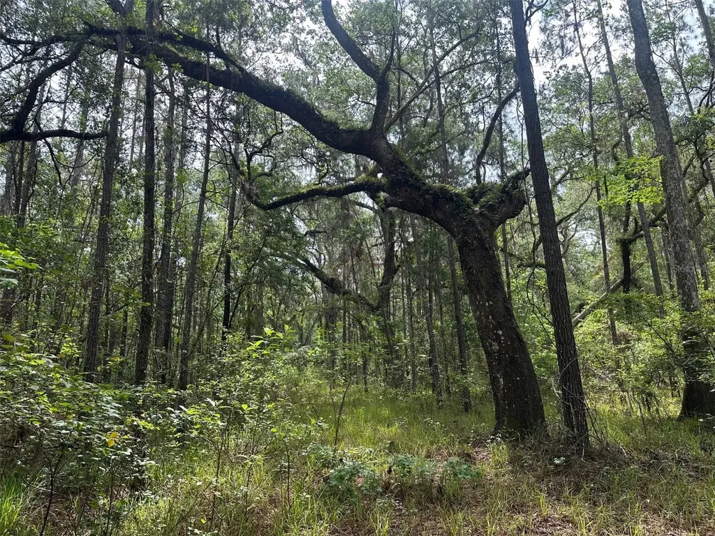 0 Emerson Road Brooksville FL 34601