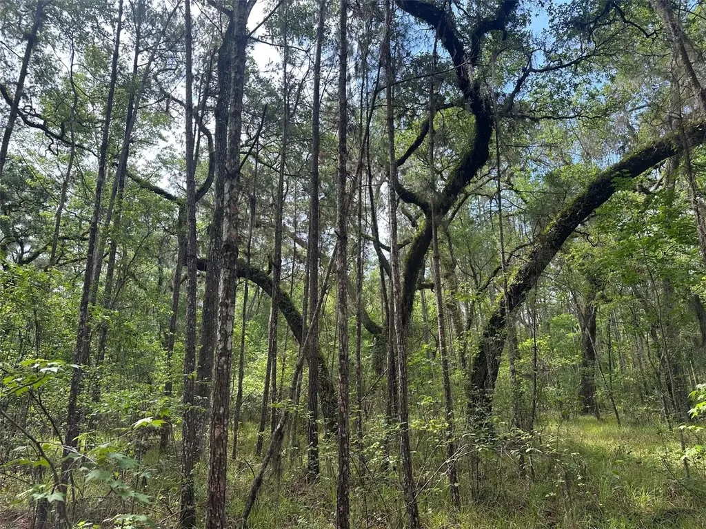 0 Emerson Road Brooksville FL 34601
