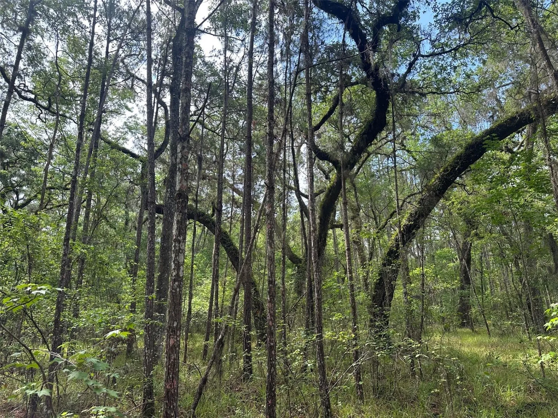 0 Emerson Road Brooksville FL 34601