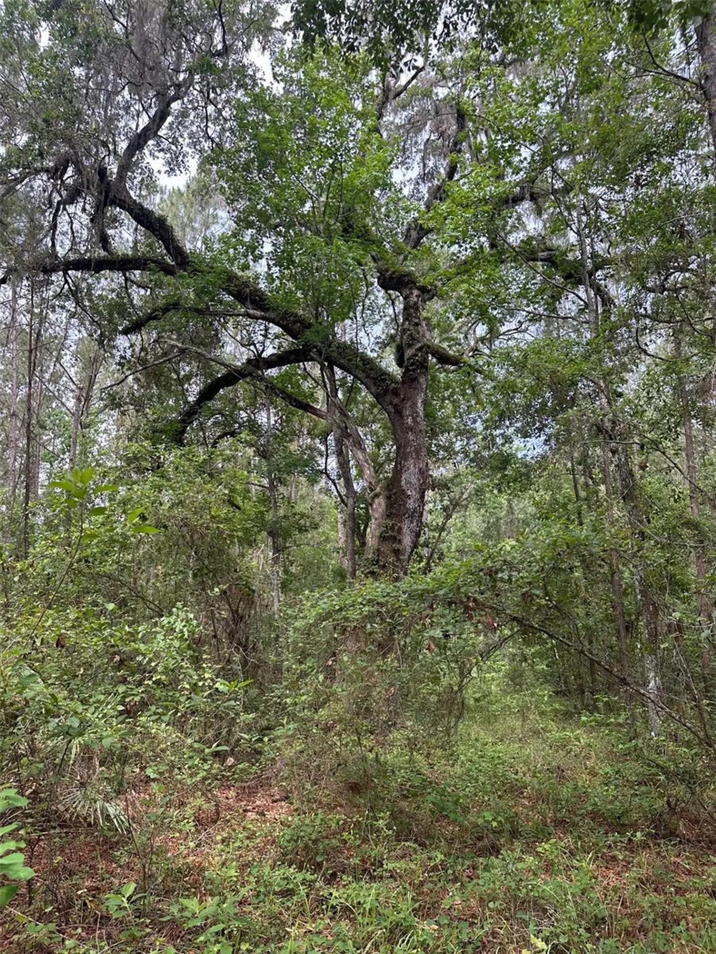 0 Emerson Road Brooksville FL 34601