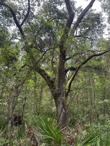 0 Emerson Road Brooksville FL 34601