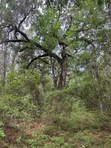 0 Emerson Road Brooksville FL 34601