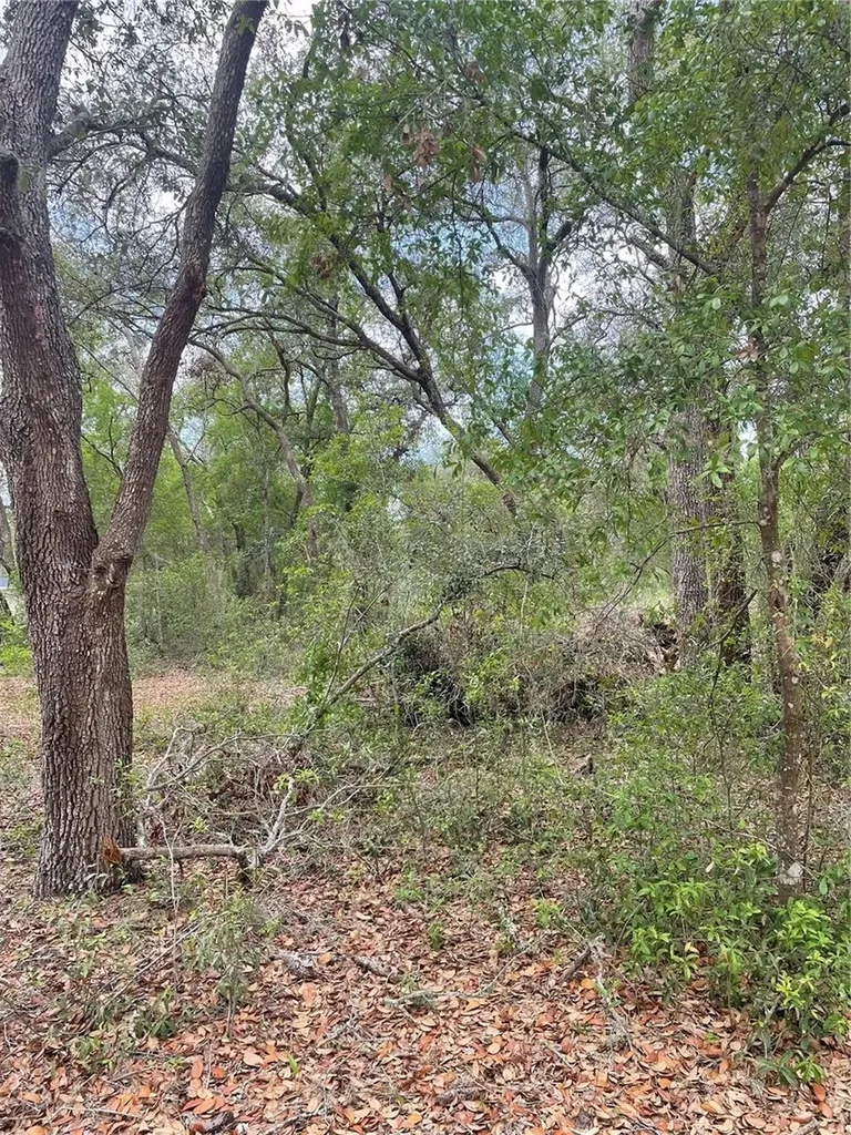 Juniper Street Lady Lake FL 32159
