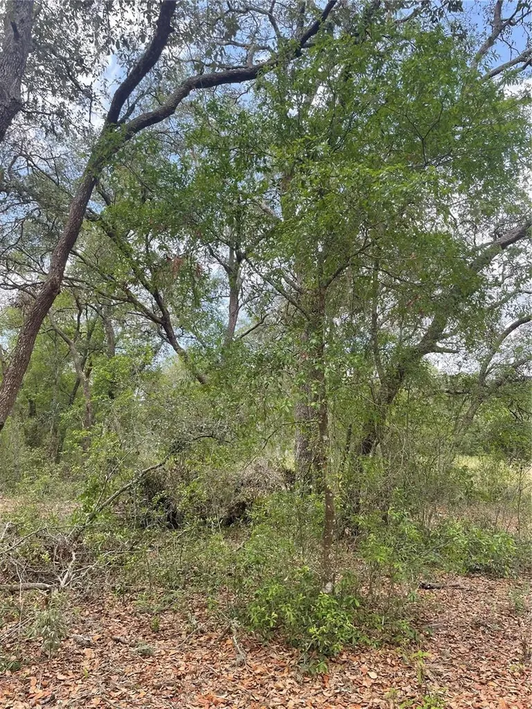 Juniper Street Lady Lake FL 32159