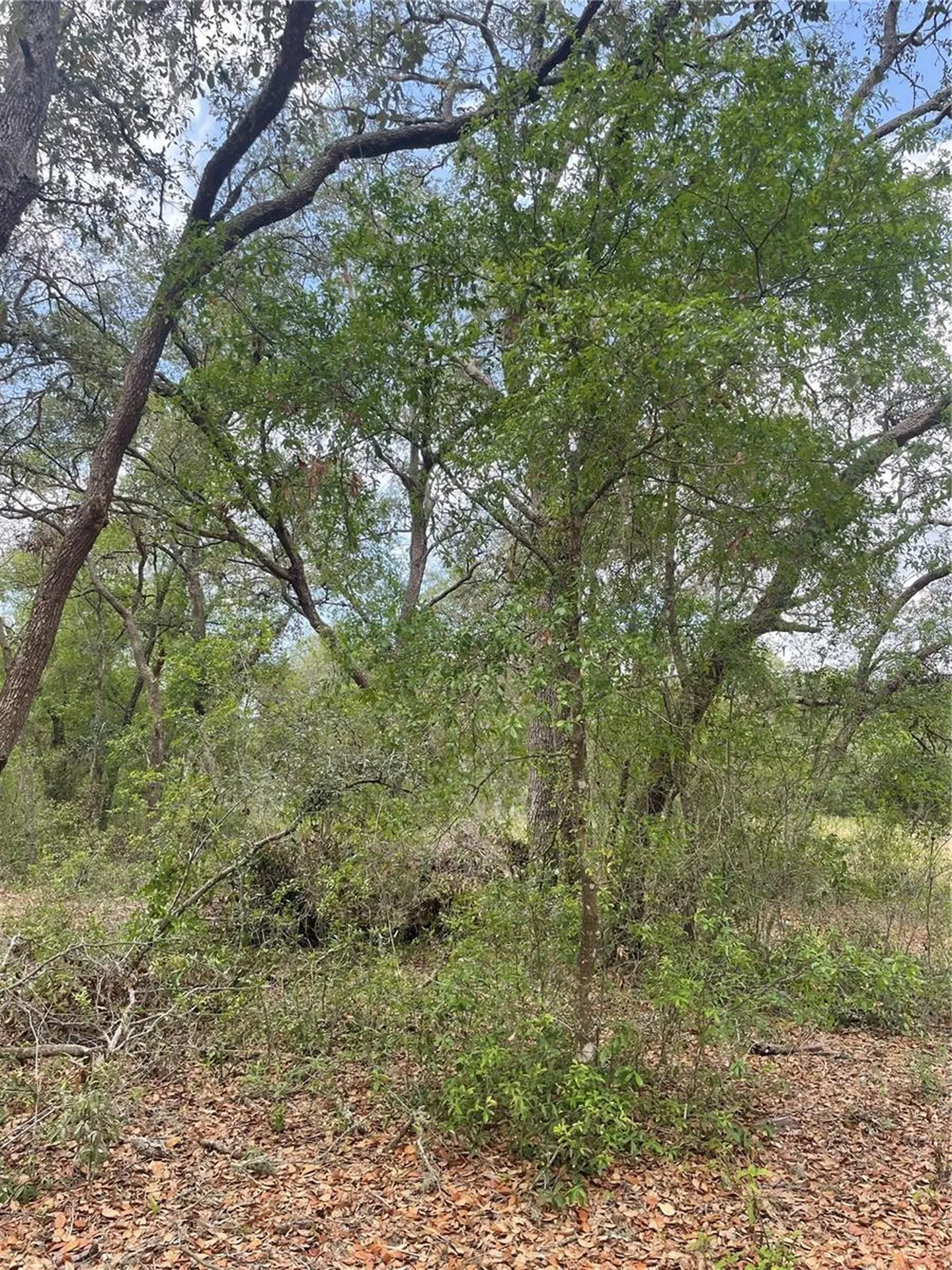Juniper Street Lady Lake FL 32159