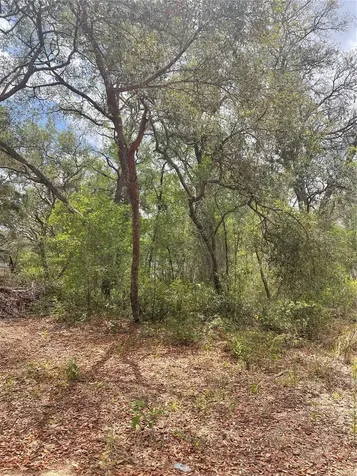 Juniper Street Lady Lake FL 32159