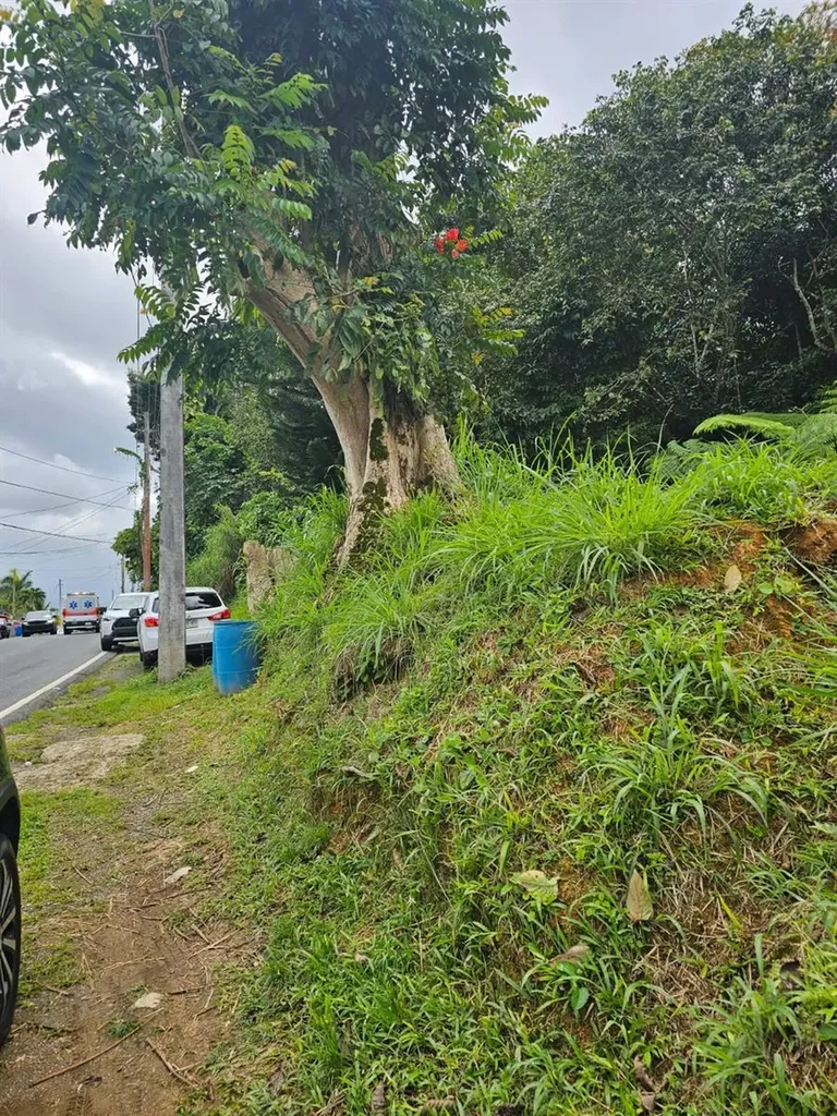 Bo Mulas Parc B, Carr 179 Km.hm 20.9 Aguas Buenas PR 00703