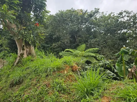 Bo Mulas Parc B, Carr 179 Km.hm 20.9 Aguas Buenas PR 00703