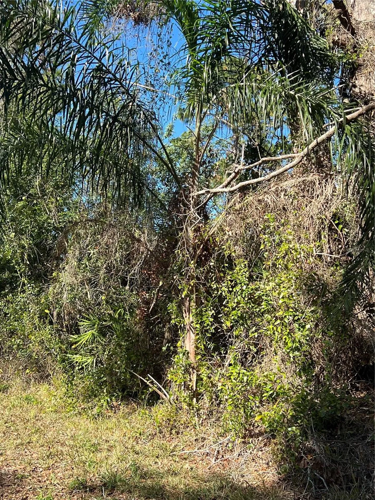 510 Calliandra Drive Indian Lake Estates FL 33855