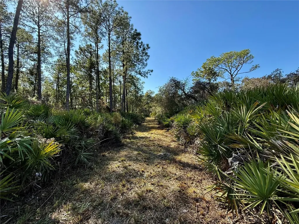 40001 Maggie Jones Road Paisley FL 32767