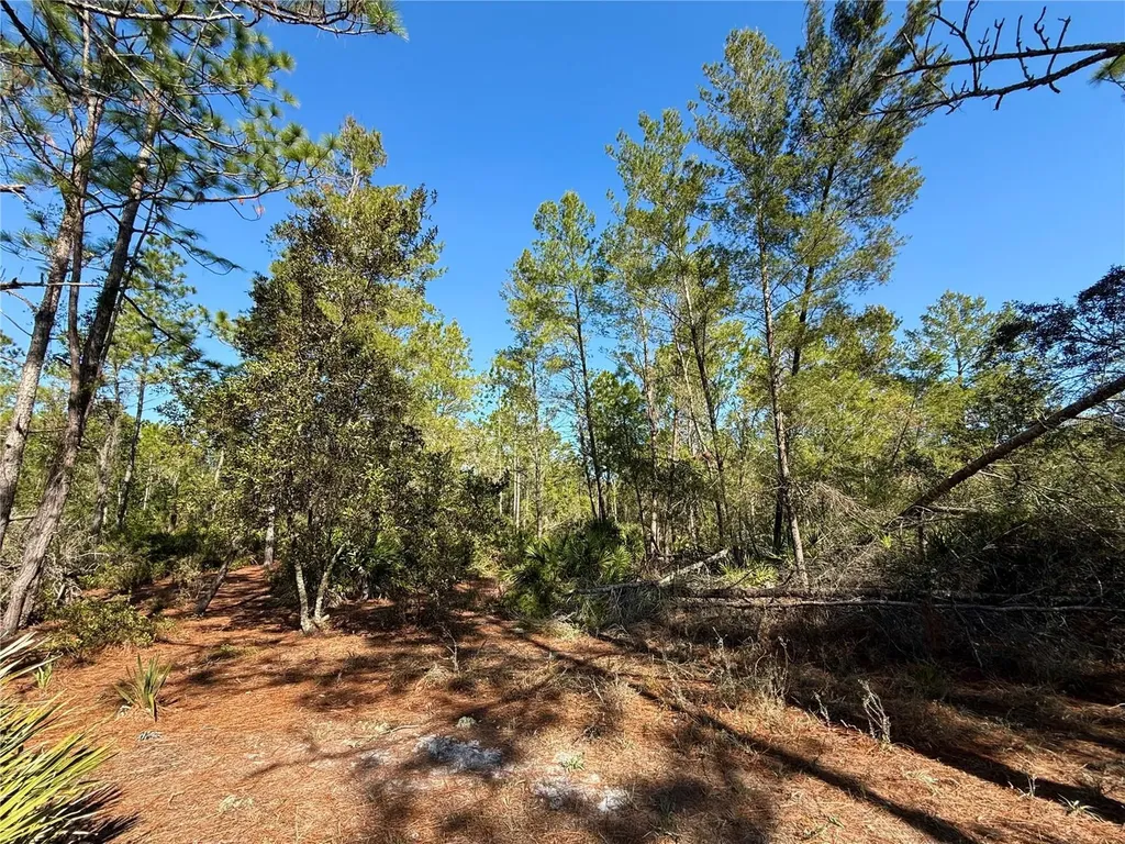 40001 Maggie Jones Road Paisley FL 32767