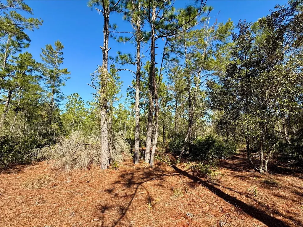 40001 Maggie Jones Road Paisley FL 32767