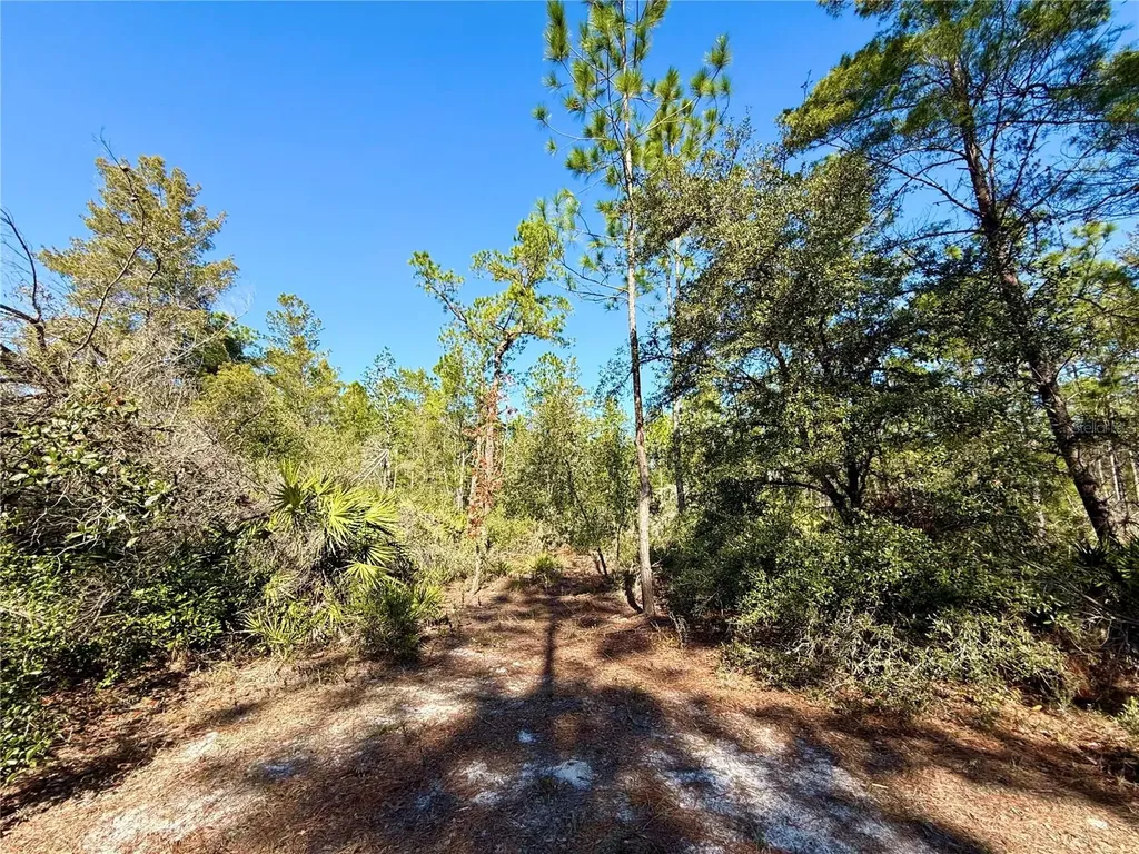 40001 Maggie Jones Road Paisley FL 32767