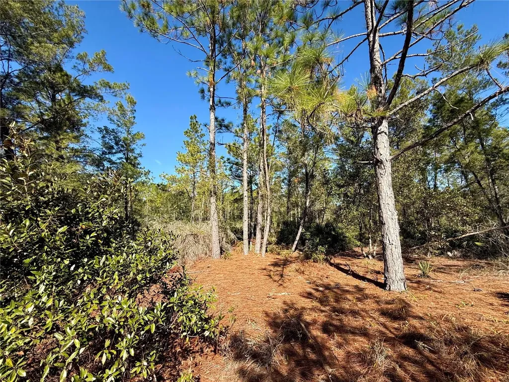 40001 Maggie Jones Road Paisley FL 32767